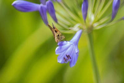 Close-up of honey bee pollinating on purple flower