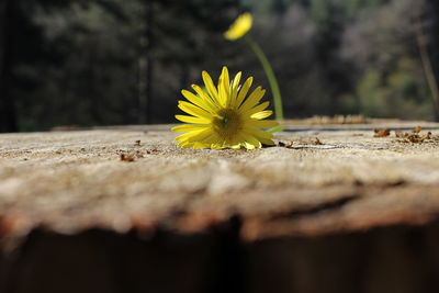 Close-up of yellow flower on wood
