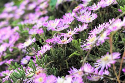 Close-up of pink flowering plants