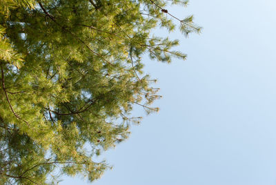 Low angle view of tree against clear sky