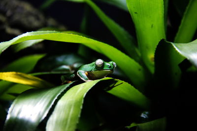 Close-up of frog on leaf