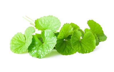 Close-up of fresh green plant against white background