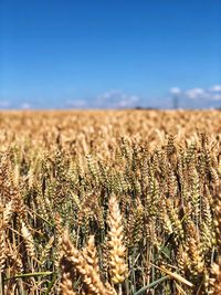 Close-up of corn stalks in field against sky