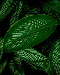 Closeup nature view of green leaves background and dark tone