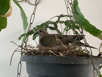 Bird perching on nest