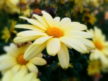 Close-up of yellow flowers blooming outdoors