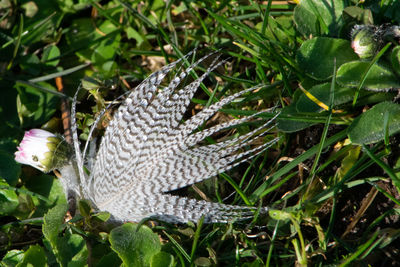 High angle view of snake on field