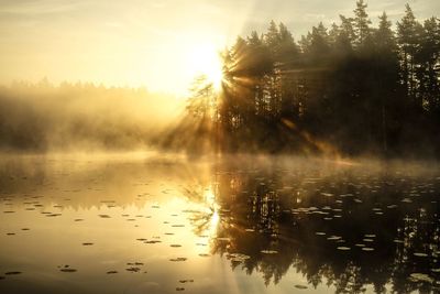 Reflection of trees on water against sky during sunset