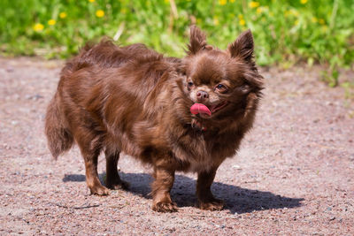 Portrait of dog on field