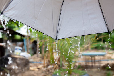 Close-up of wet plant during rainy season