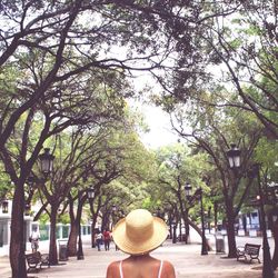 Trees in park