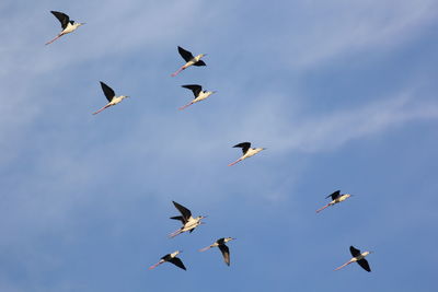 Low angle view of birds flying in sky