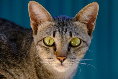 Close-up portrait of a cat