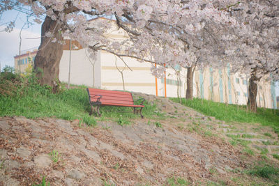 View of cherry tree in park