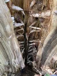 Close-up of tree trunk