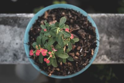 High angle view of potted plant