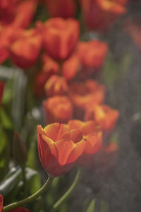 Close-up of orange tulip