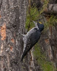 Close-up of bird perching on tree trunk