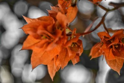 Close-up of orange flowers blooming outdoors