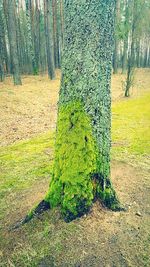 Trees in park