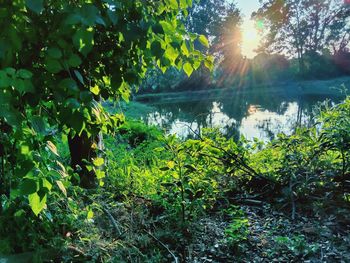 Scenic view of lake in forest against sky