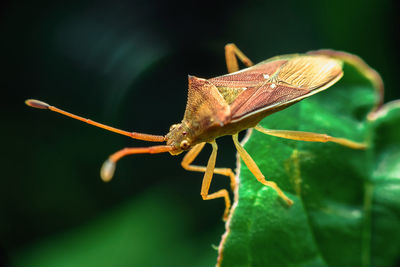 Close-up of butterfly on leaf