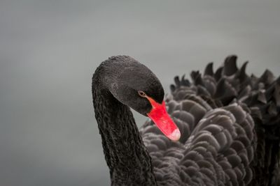 Close-up of black swan on lake
