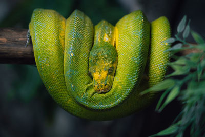 Close-up of green python 