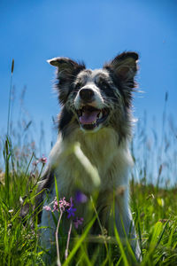 Dog looking away in garden