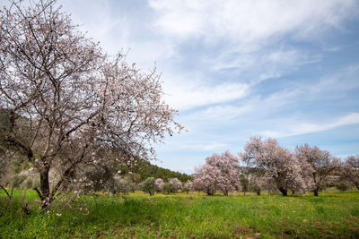 Cherry blossom trees on field against sky