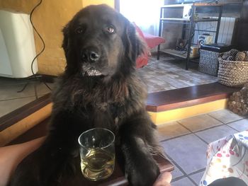 Dog drinking glass on table