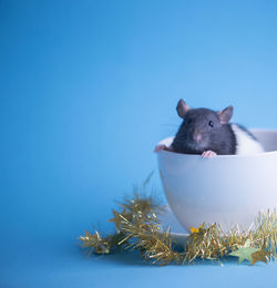 Close-up of an animal over blue background