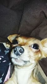 Close-up portrait of a dog