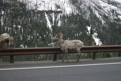 View of two cats on road