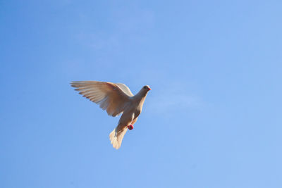 Low angle view of seagull flying against clear blue sky