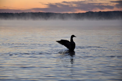 Silhouette bird flying over lake