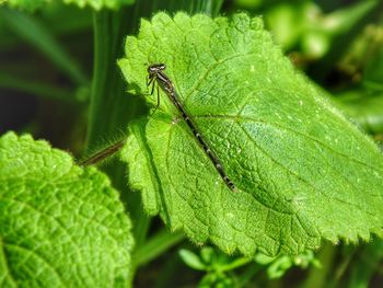 Close-up of insect on leaf