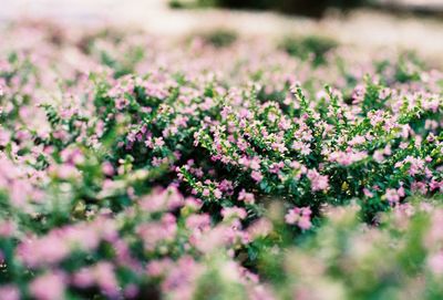Close-up of pink flowering plants on field