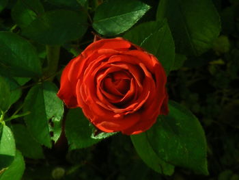 Close-up of red rose