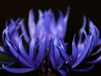 Close-up of purple flowers against black background
