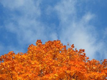 Low angle view of autumn tree against sky