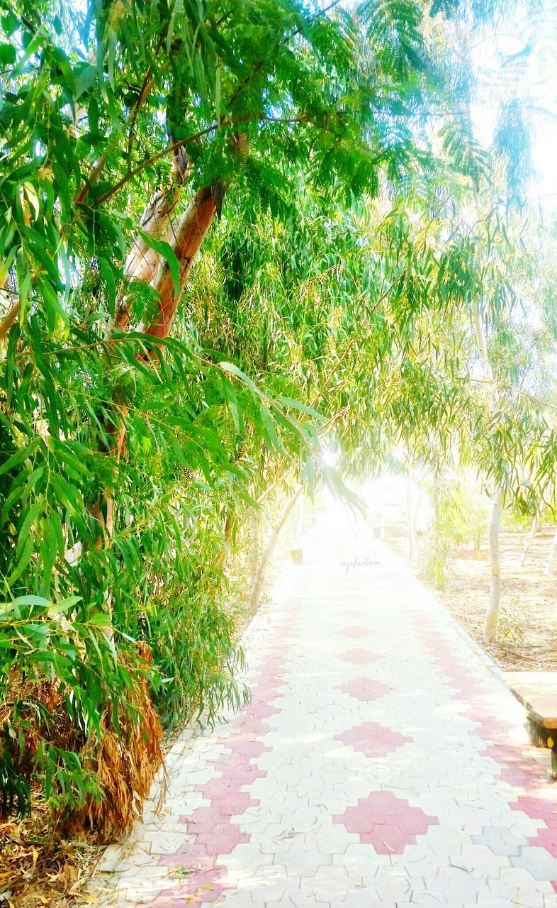 the way forward, tree, footpath, growth, diminishing perspective, plant, vanishing point, walkway, narrow, pathway, green color, empty, nature, tranquility, day, outdoors, road, no people, street, long