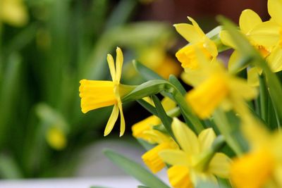 Close-up of yellow daffodil flowers