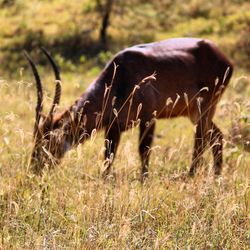 Horse grazing on grassy field