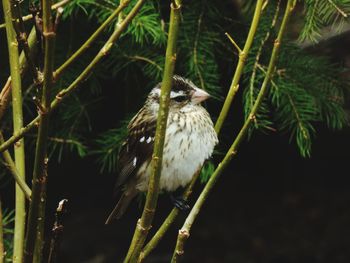 Bird perching on a branch