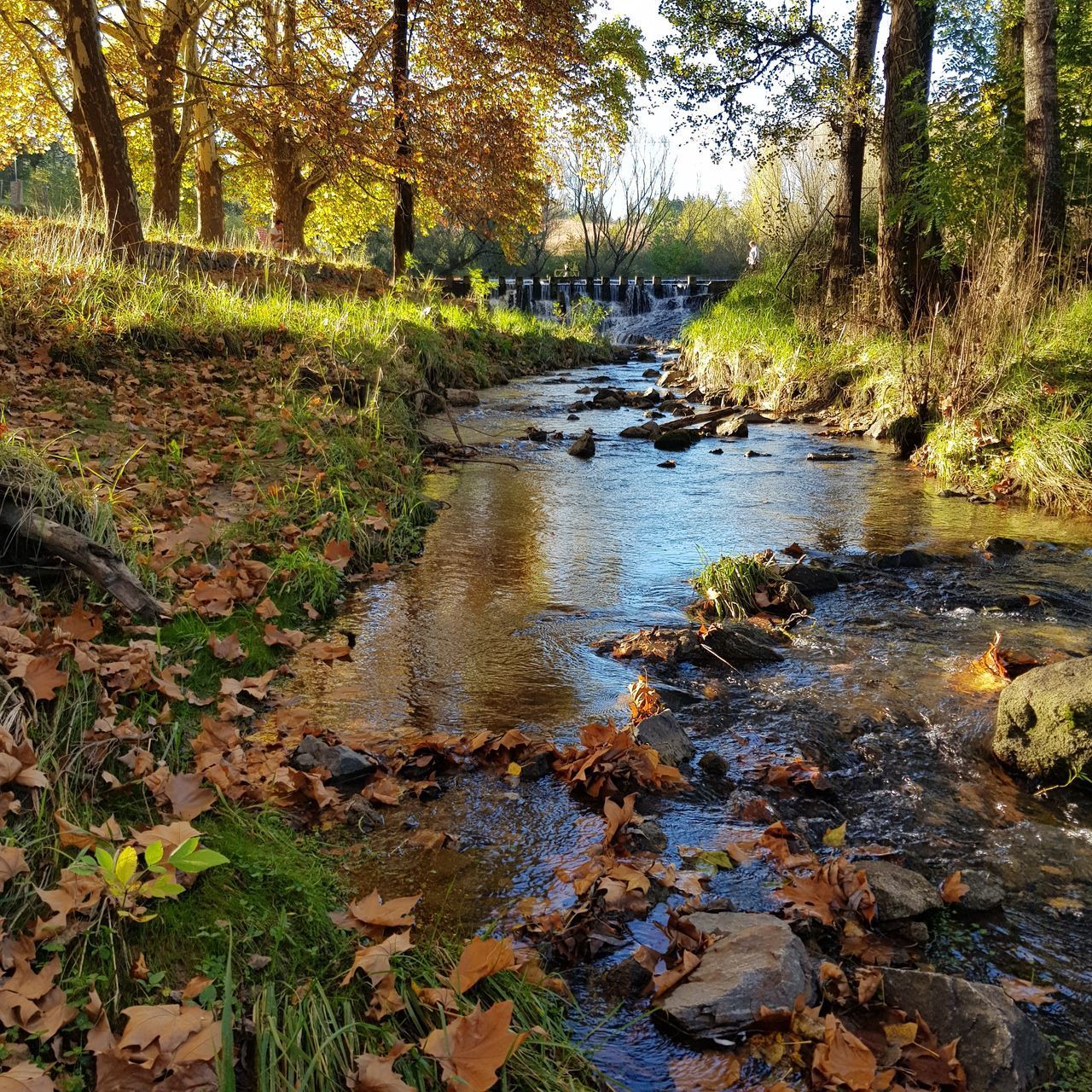 STREAM FLOWING AMIDST TREES DURING AUTUMN