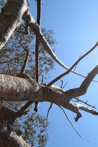 Low angle view of dead tree against clear blue sky