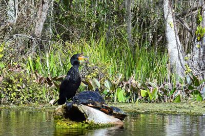 Bird perching on tree by lake