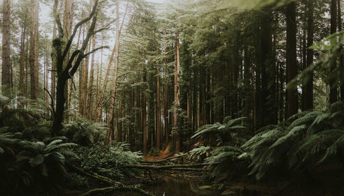 Forest Panaroma