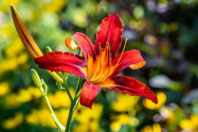 Close-up of red day lily plant